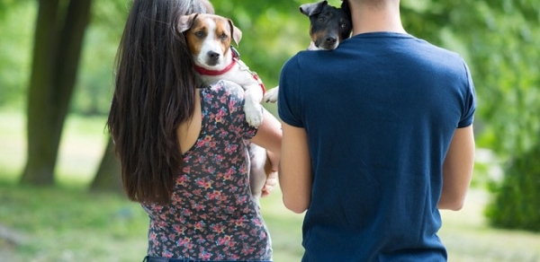 Após divórcio, ex-cônjuges ficarão cada um com a guarda de um cão